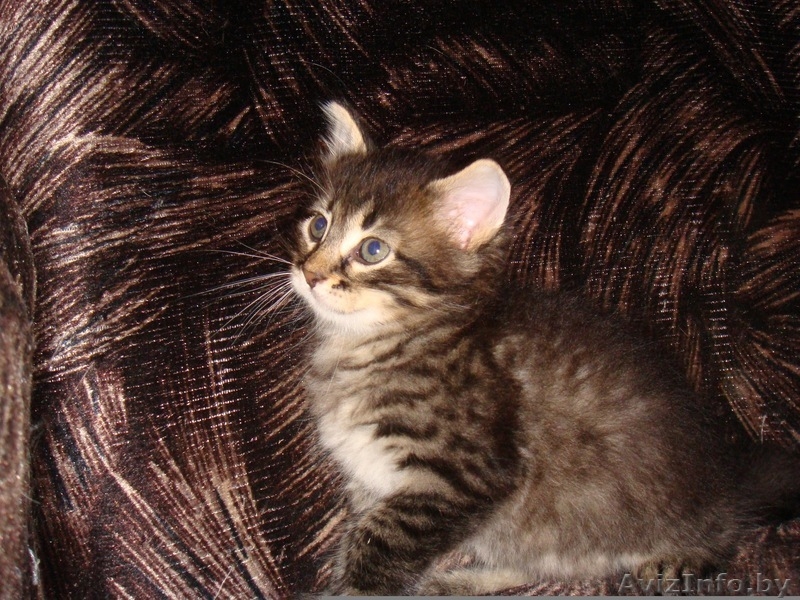 Дарю симпатичных, умных, ласковых котят - Изображение #6, Объявление #705995