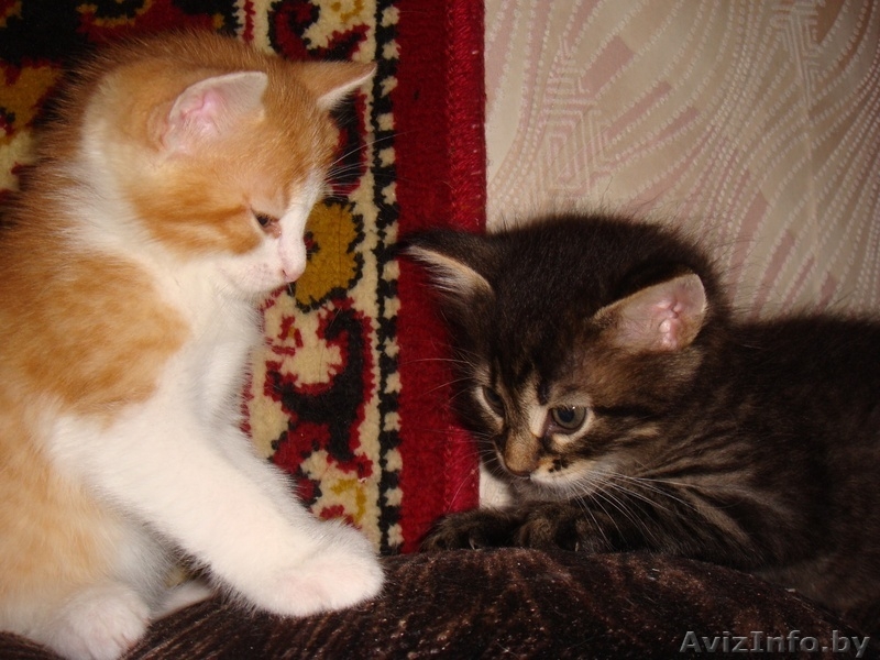 Дарю симпатичных, умных, ласковых котят - Изображение #7, Объявление #705995