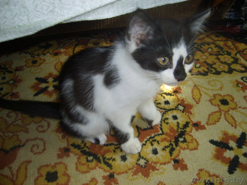 В дар кошечку-красавицу - Изображение #2, Объявление #724927