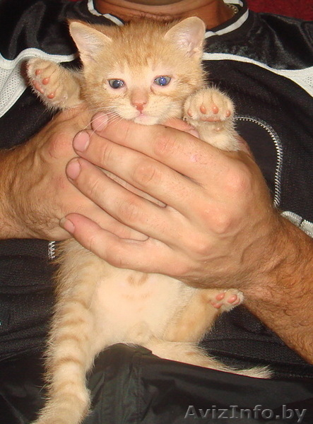 Дарю двух маленьких котят - Изображение #3, Объявление #732249