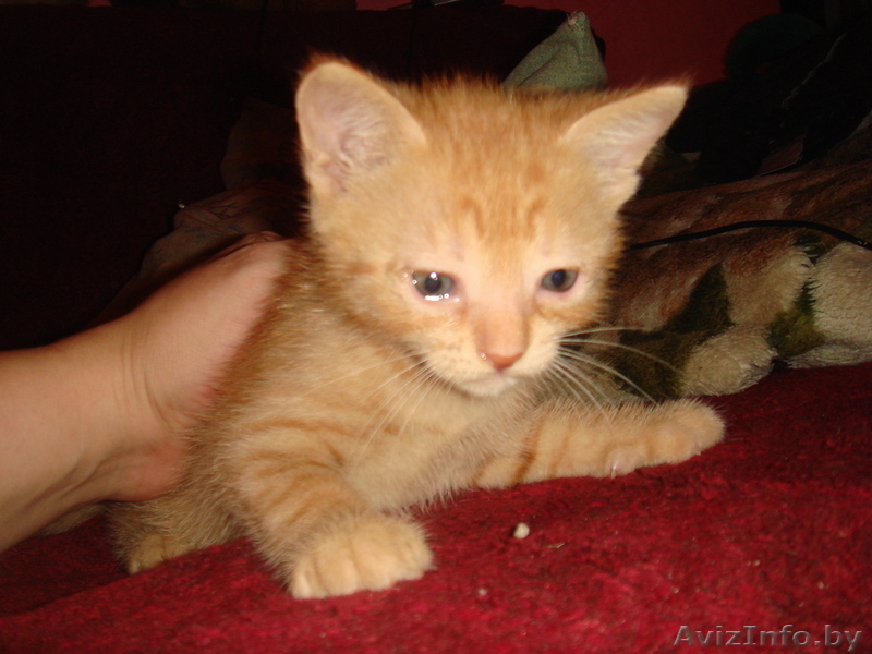 Дарю двух маленьких котят - Изображение #4, Объявление #732249