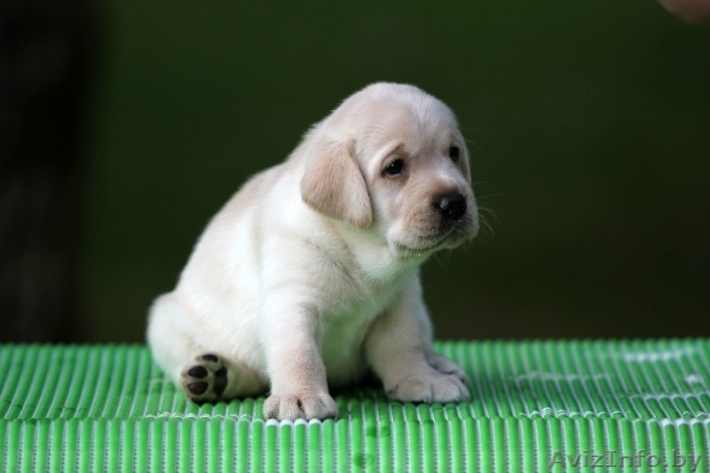 Щенки лабрадора ретривера от Чемпионов! - Изображение #2, Объявление #740510