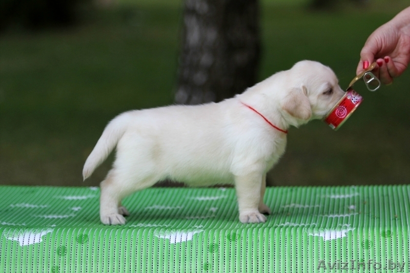 Щенки лабрадора ретривера от Чемпионов! - Изображение #1, Объявление #740510