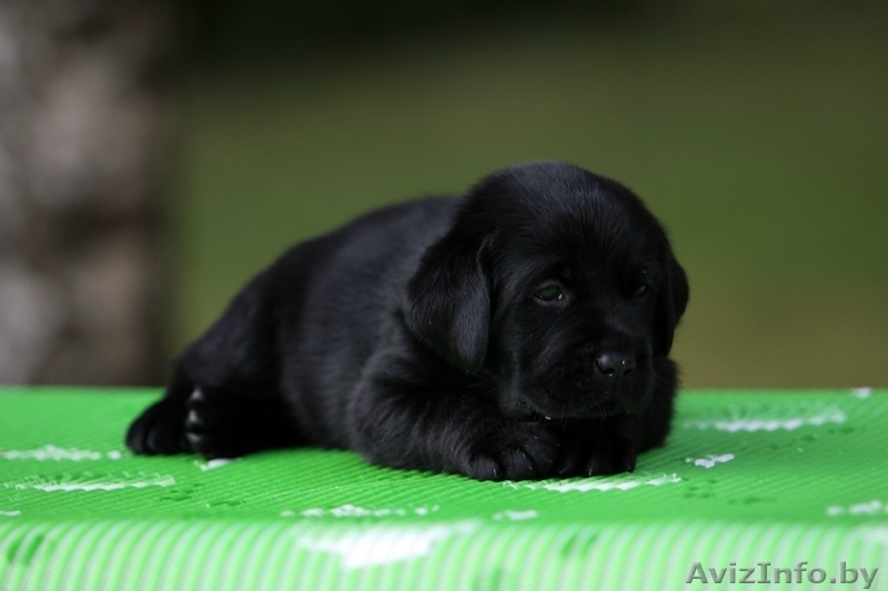 Щенки лабрадора ретривера от Чемпионов! - Изображение #4, Объявление #740510