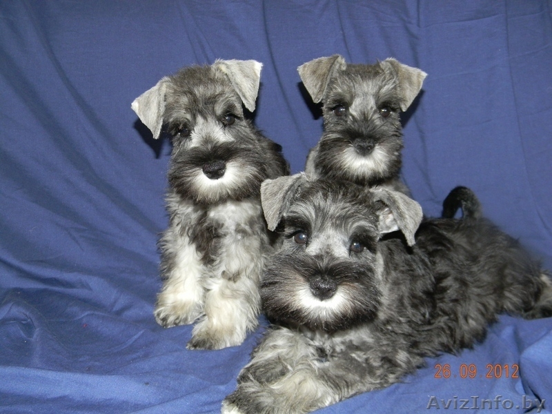 Цвергодетки перец с солью - Изображение #2, Объявление #717244