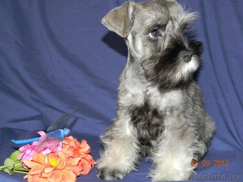 Цвергодетки перец с солью - Изображение #3, Объявление #717244