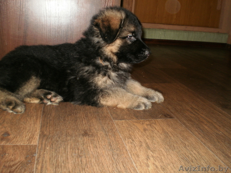 Продам щенков немецкой овчарки с родословной - Изображение #2, Объявление #778602