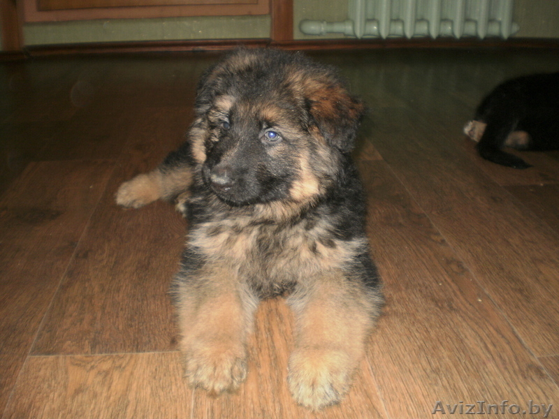 Продам щенков немецкой овчарки с родословной - Изображение #3, Объявление #778602