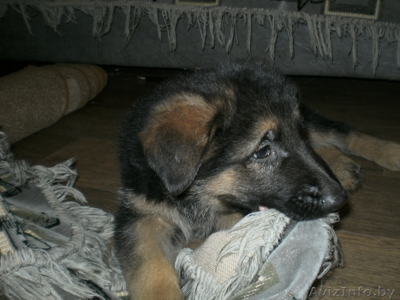 Продам щенков немецкой овчарки с родословной - Изображение #1, Объявление #778602