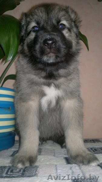 щенки среднеазиатской овчарки (алабая) - Изображение #3, Объявление #872589