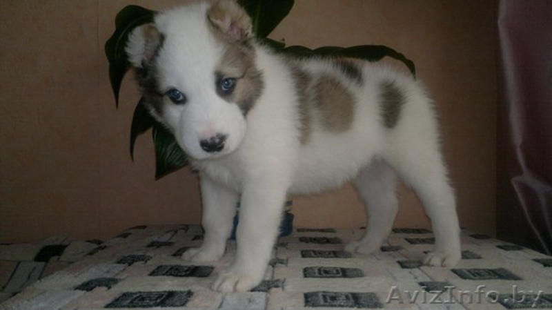 щенки среднеазиатской овчарки (алабая) - Изображение #5, Объявление #872589