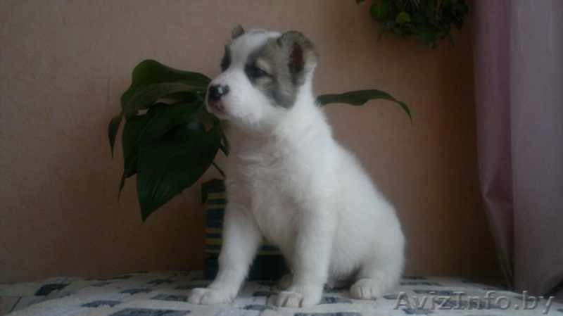 щенки среднеазиатской овчарки (алабая) - Изображение #2, Объявление #872589