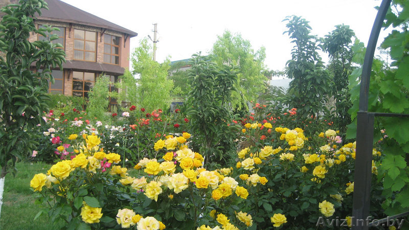 Приглашаем в Крым, Тарханкут, Оленевка - Изображение #3, Объявление #896471