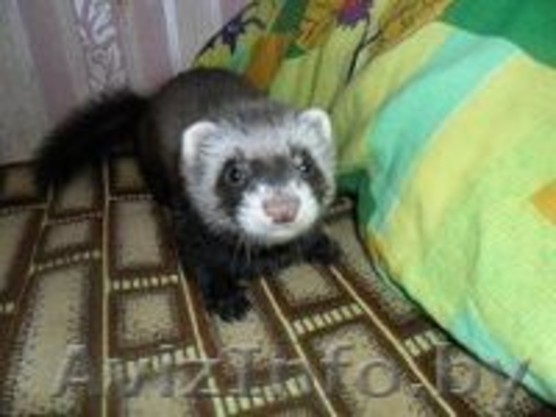 ПРОДАЕТСЯ ХАРЕК - Изображение #1, Объявление #899773