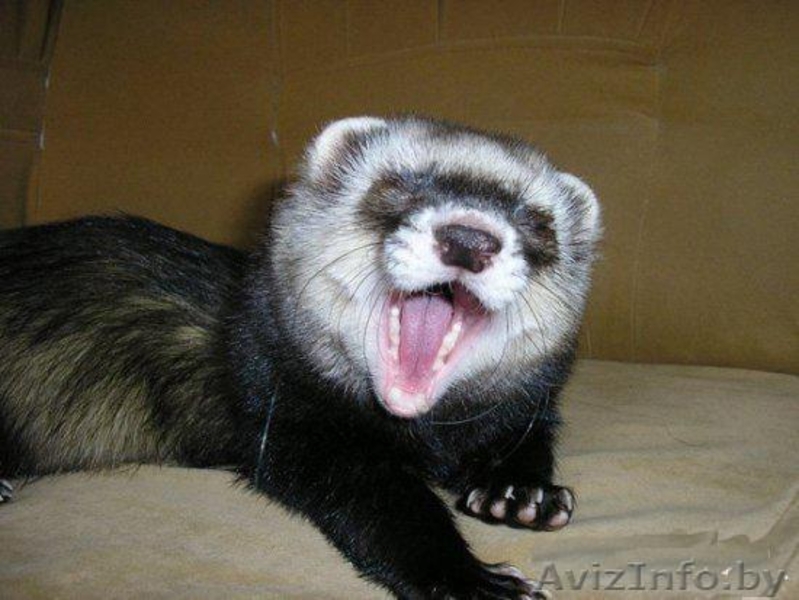 ПРОДАЕТСЯ ХАРЕК - Изображение #3, Объявление #899773