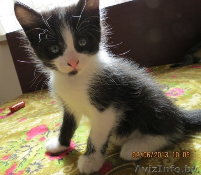 Дарю очаровательных котят, приученных к лотку - Изображение #1, Объявление #910369