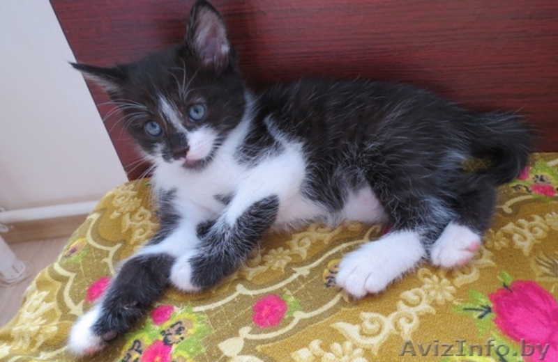Дарю очаровательных котят, приученных к лотку - Изображение #3, Объявление #910369