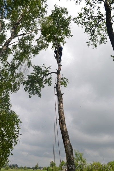 Проведение работ по обрезке веток, кронированию - Изображение #3, Объявление #845259