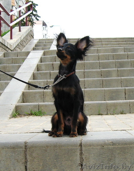 Продаются подрощенные щенки русского тоя (той терьер) - Изображение #1, Объявление #996515