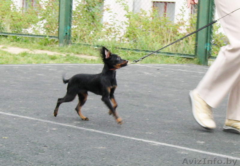 Продаются подрощенные щенки русского тоя (той терьер) - Изображение #2, Объявление #996515