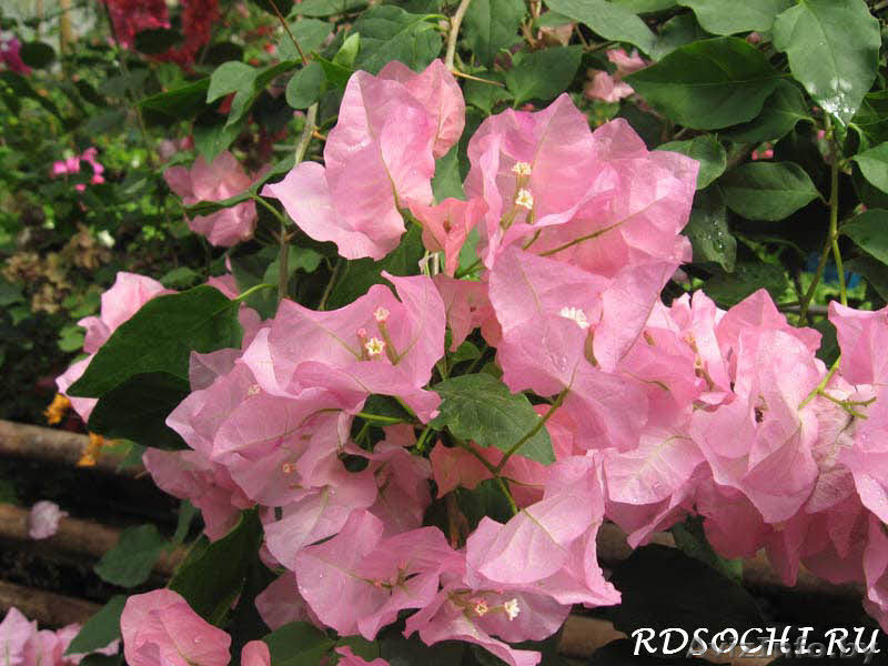 продам бугенвилию - Изображение #2, Объявление #1001491