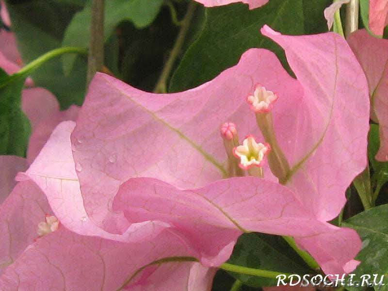 продам бугенвилию - Изображение #1, Объявление #1001491