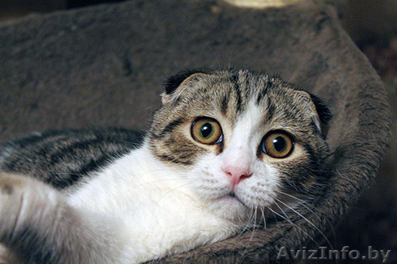шотландский вислоухий котенок - Изображение #1, Объявление #1004974