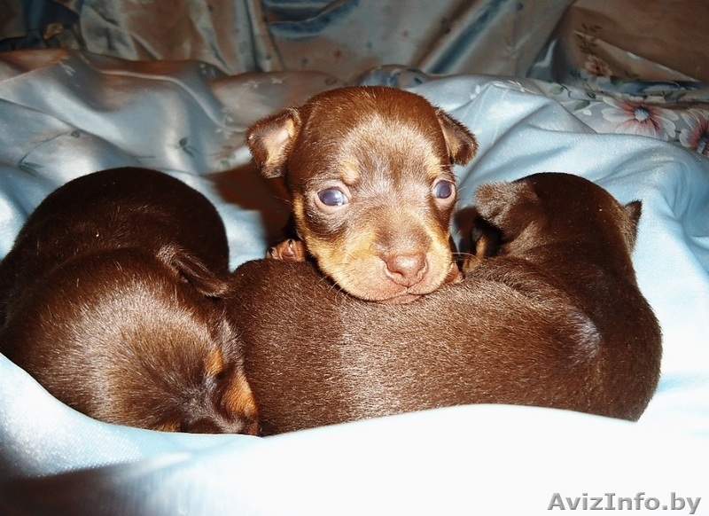 Щенки той-терьера - Изображение #2, Объявление #1005166