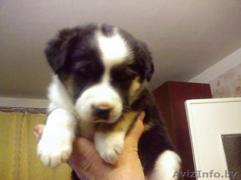 Ищем хозяина для щенка в дар  - Изображение #3, Объявление #1014287