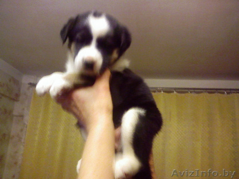 Ищем хозяина для щенка в дар  - Изображение #1, Объявление #1014287