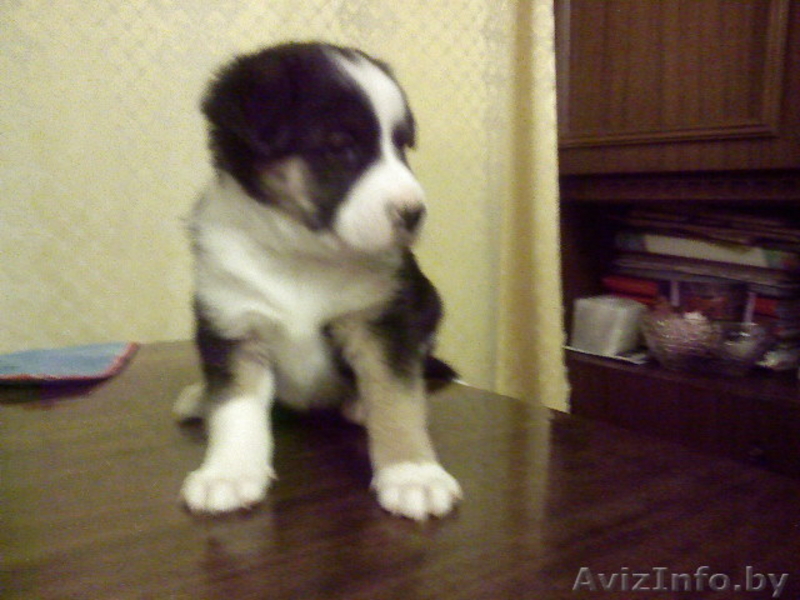 Ищем хозяина для щенка в дар  - Изображение #2, Объявление #1014287