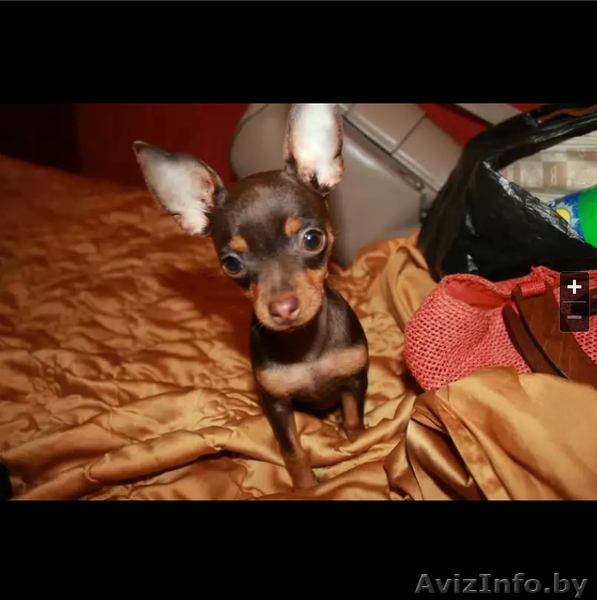 Щенки той-терьера - Изображение #3, Объявление #1005166