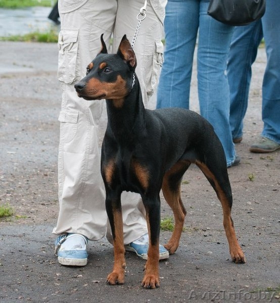 Немецкий пинчер. щенки - Изображение #1, Объявление #1017938