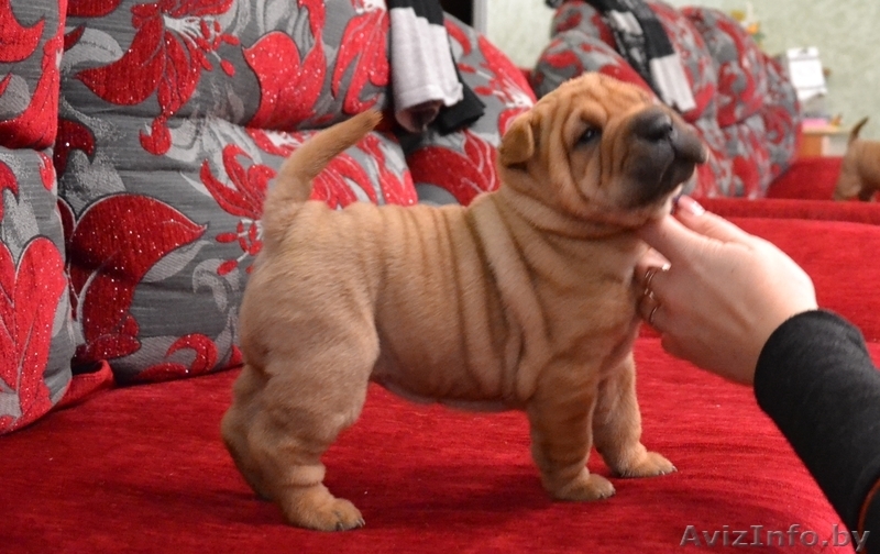  очаровательные щенки шарпея - Изображение #2, Объявление #1027109