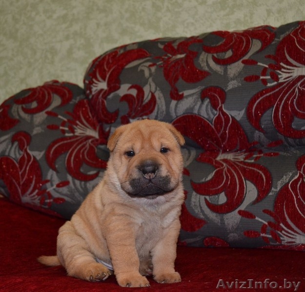  очаровательные щенки шарпея - Изображение #3, Объявление #1027109