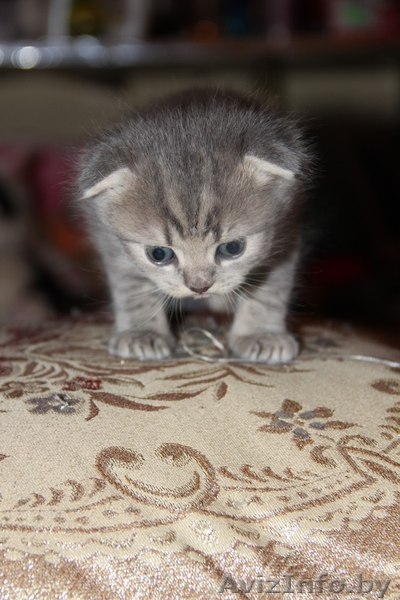 Продам очаровательного котенка  - Изображение #2, Объявление #1024479