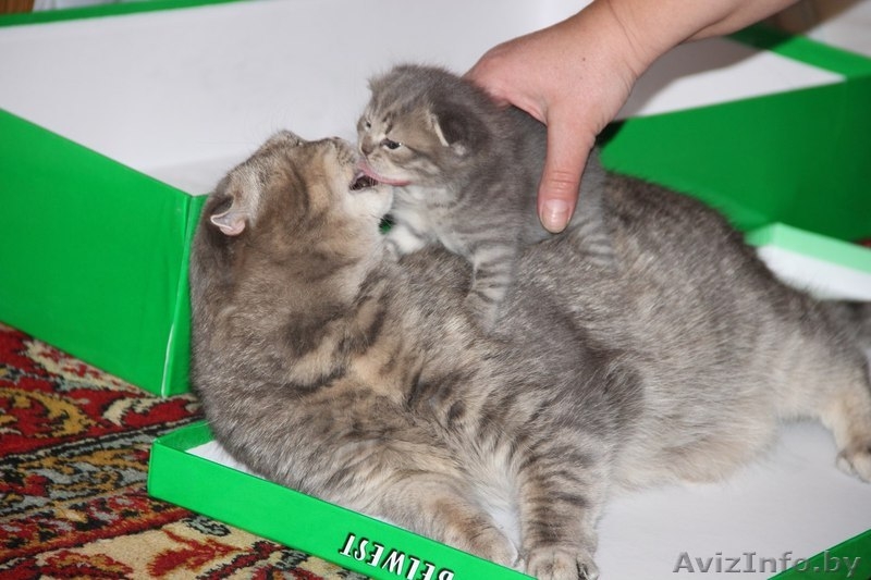 Продам очаровательного котенка  - Изображение #3, Объявление #1024479