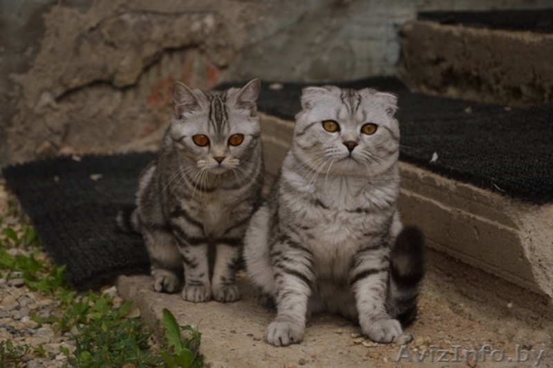 Шотландский вислоухий кот  окраса Вискас приглашает подругу в гости. - Изображение #6, Объявление #1027433