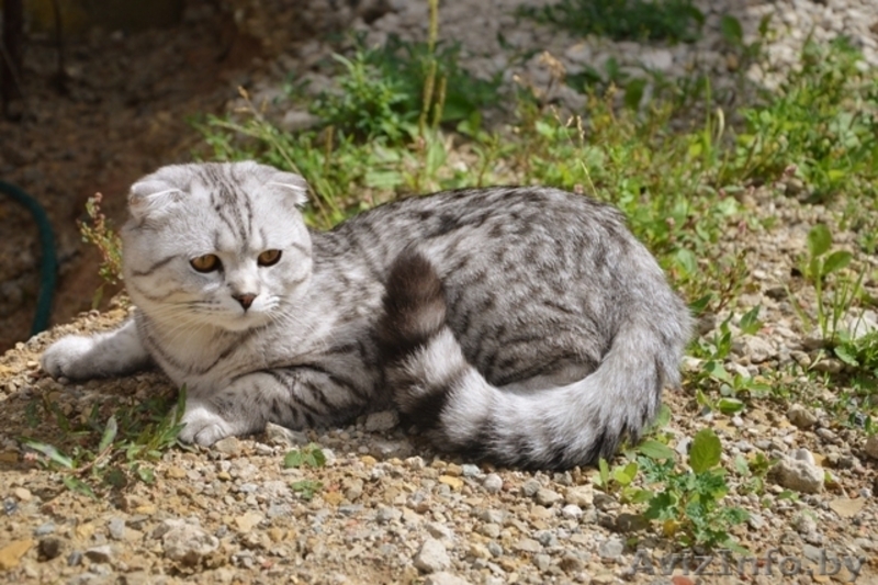 Шотландский вислоухий кот  окраса Вискас приглашает подругу в гости. - Изображение #1, Объявление #1027433