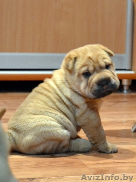  очаровательные щенки шарпея - Изображение #1, Объявление #1027109