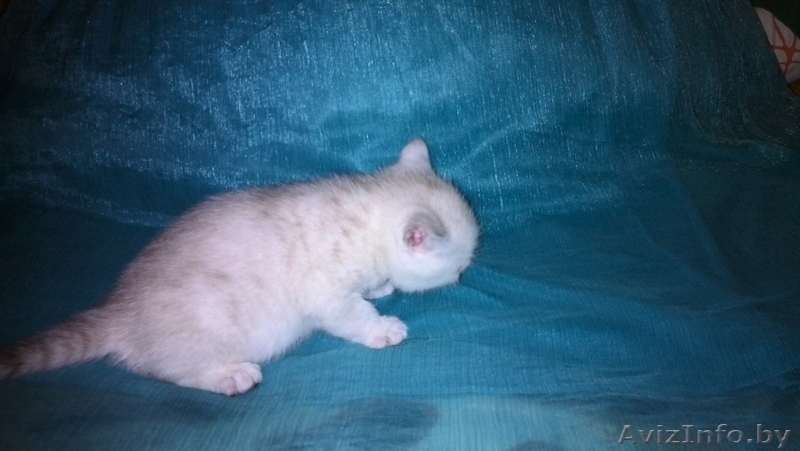 британские короткошерстные котята окраса "вискас" - Изображение #5, Объявление #1016642