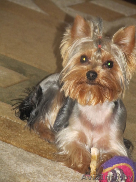 Продам щенков йорки - Изображение #1, Объявление #1015177