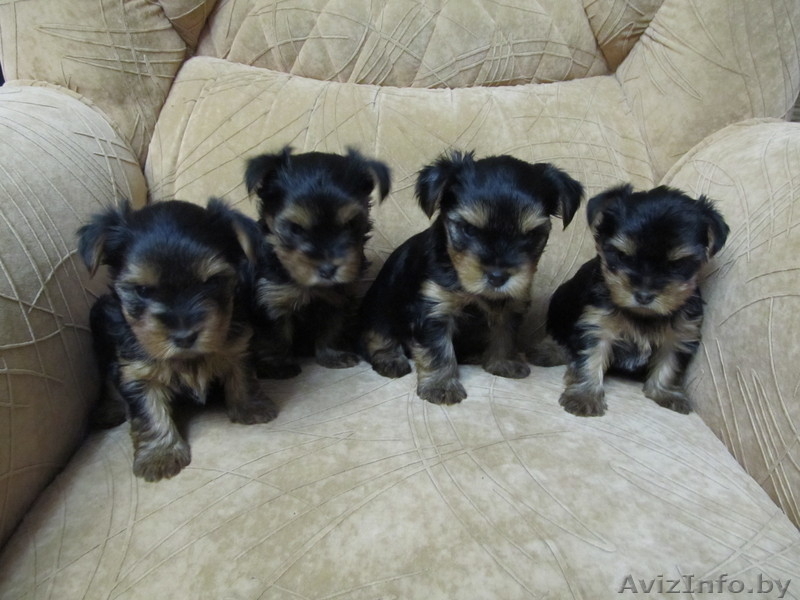 Продам щенков йорки - Изображение #2, Объявление #1015177