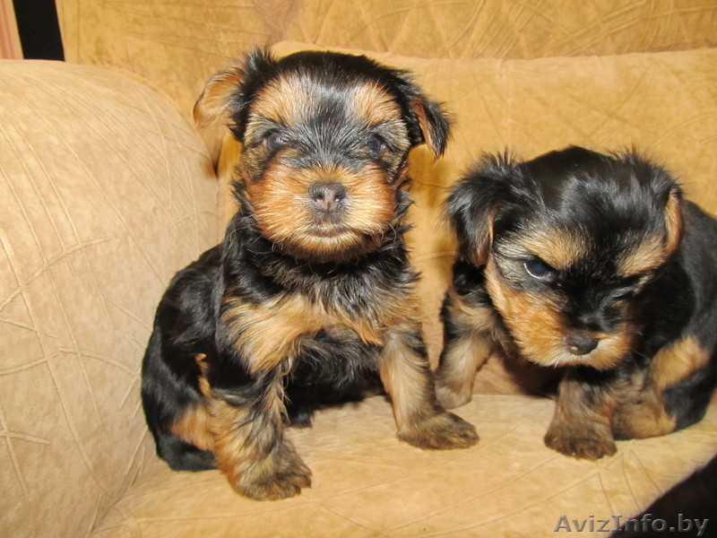 Продам щенков йорки - Изображение #3, Объявление #1015177