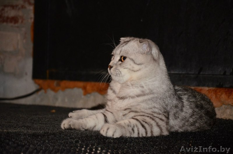 Шотландский вислоухий кот  окраса Вискас приглашает подругу в гости. - Изображение #3, Объявление #1027433