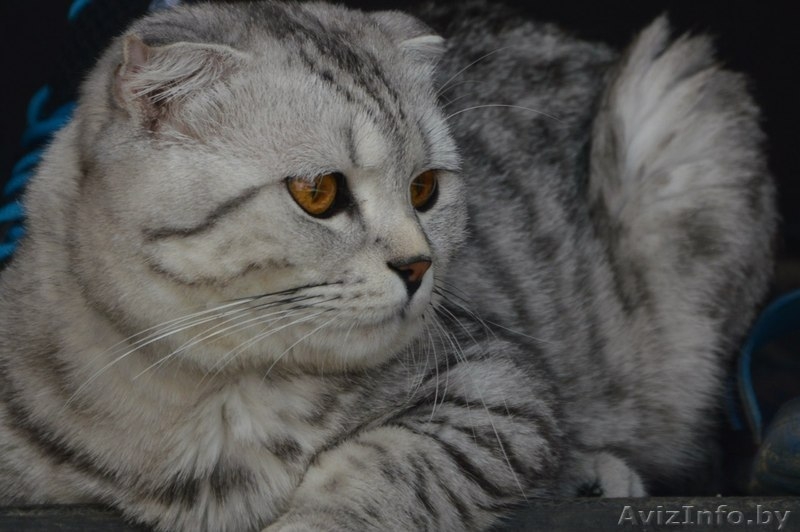 Шотландский вислоухий кот  окраса Вискас приглашает подругу в гости. - Изображение #2, Объявление #1027433