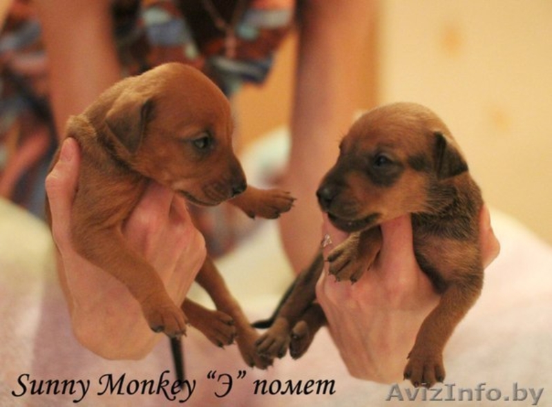 Немецкий пинчер. щенки - Изображение #6, Объявление #1017938