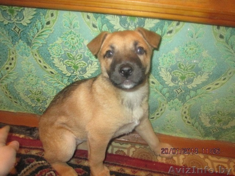 Красавица-щенулька в самые добрые руки - Изображение #1, Объявление #1031393