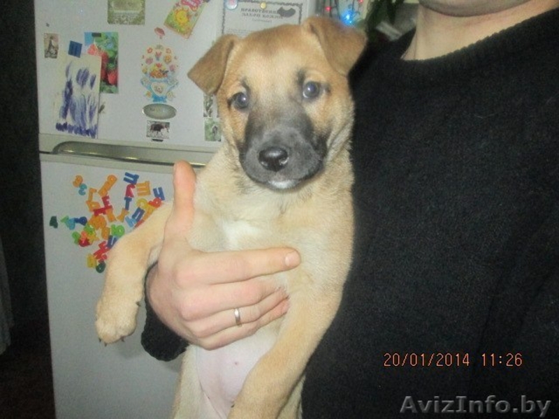 Красавица-щенулька в самые добрые руки - Изображение #2, Объявление #1031393