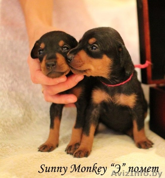 Немецкий пинчер. щенки - Изображение #4, Объявление #1017938